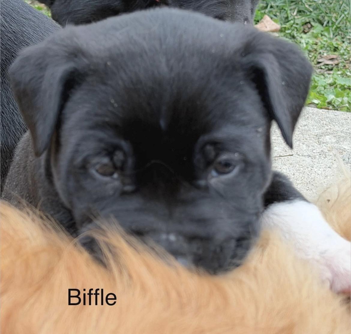 Enlarge Greg Biffle, a ADOPTABLE mixed breed in Millington, MD image 4/6