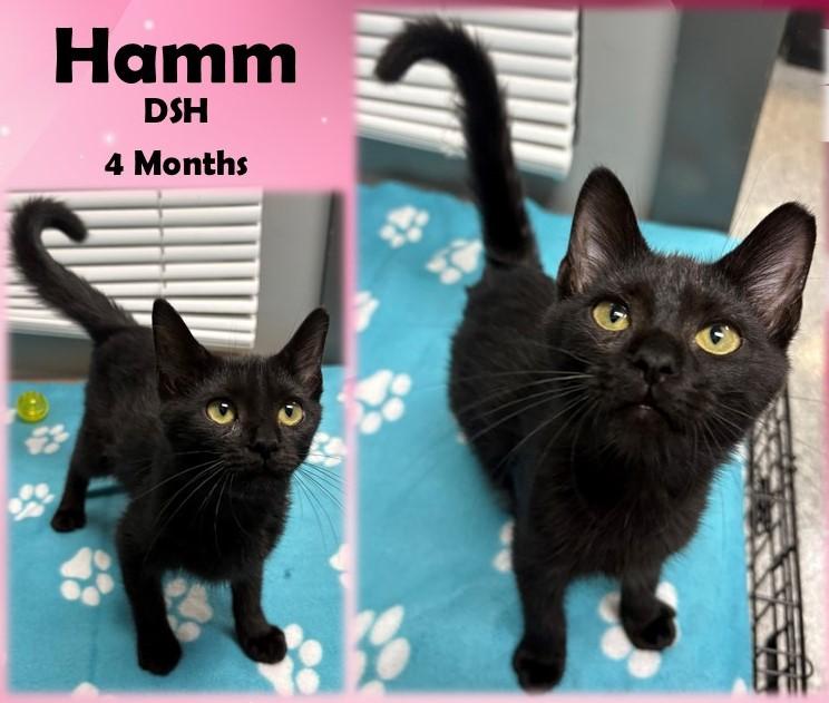 Hamm
