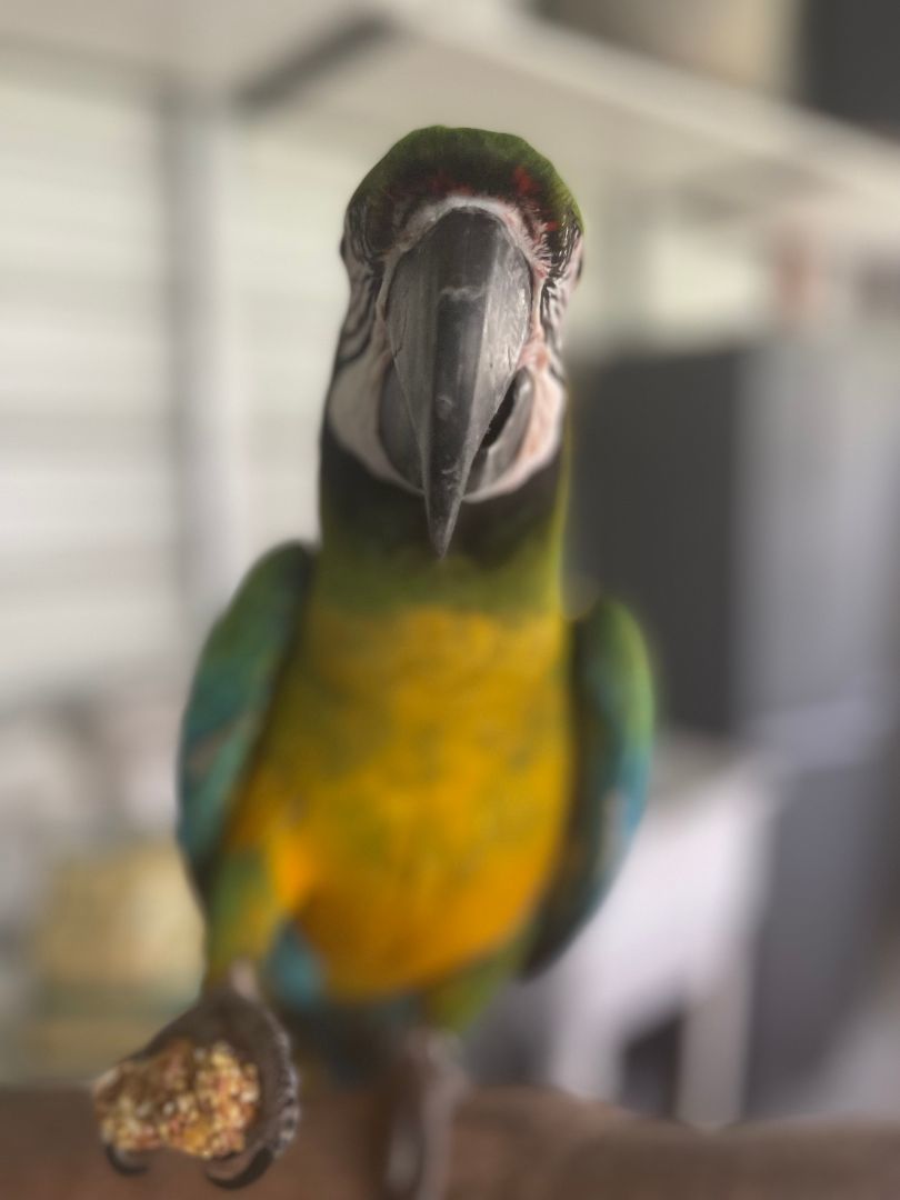 Stella, Adopted, Adult Male Macaw & Parrot (Other).