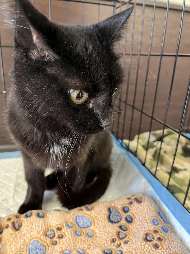 Enlarge Katniss, a Adoptable Domestic Short Hair in Jersey City, NJ image 1/1