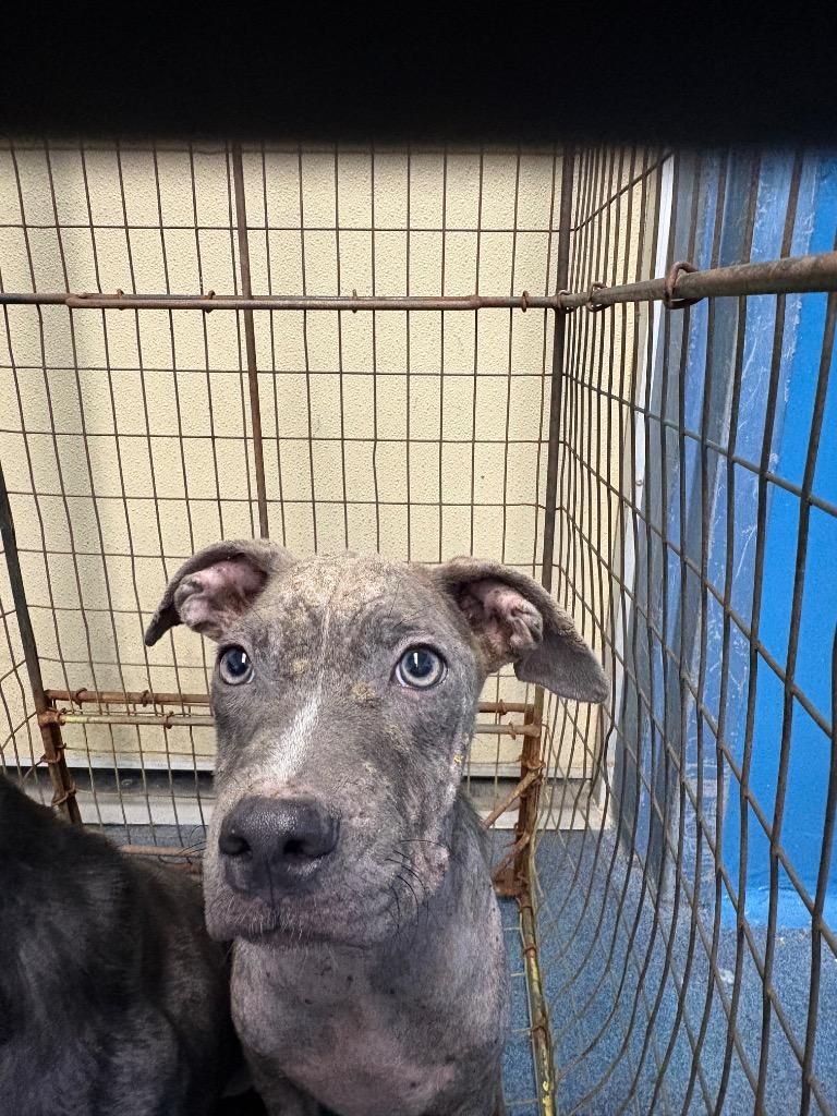 Rover, Adoptable, Puppy Male Pit Bull Terrier.