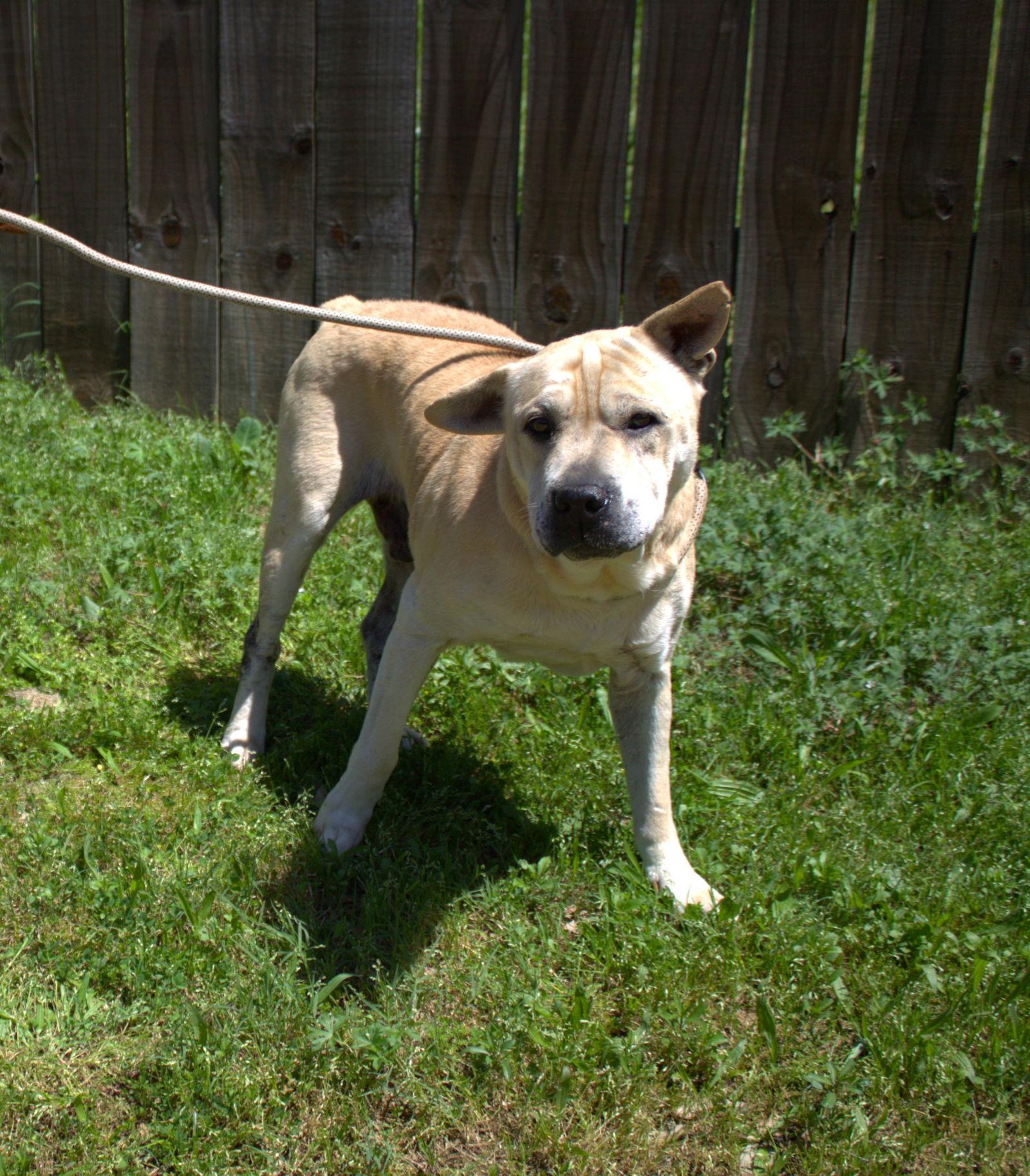 Bruno — thumbnail 4