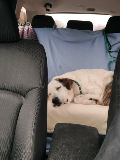 Enlarge Big Boy, an adoptable mixed breed in Bullard, TX image 2/6