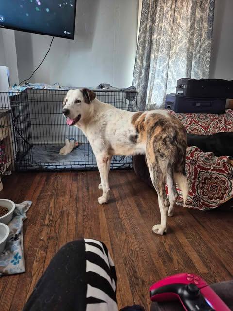 Big Boy, adoptable, Adult Male Great Dane & Great Pyrenees.