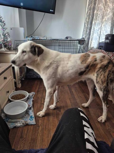 Enlarge Big Boy, an adoptable mixed breed in Bullard, TX image 3/6