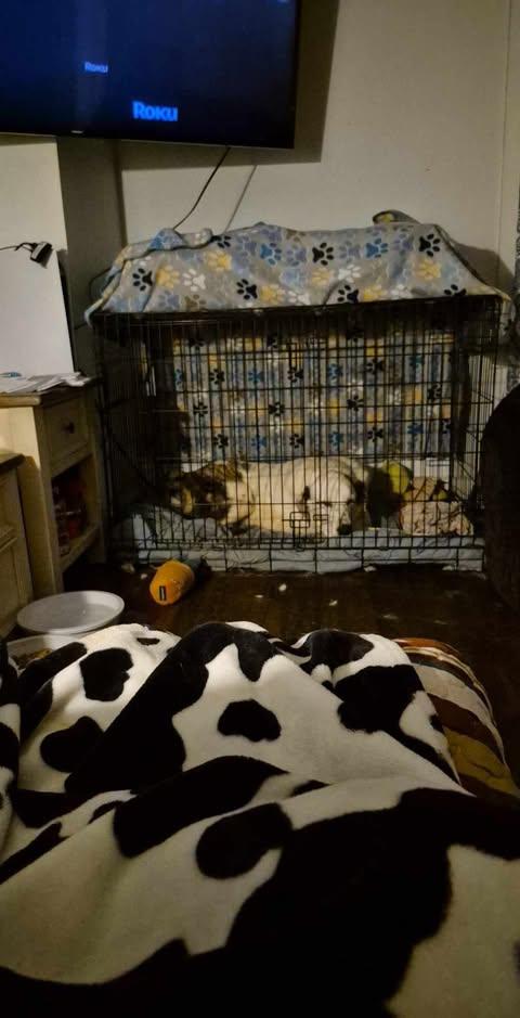 Enlarge Big Boy, an adoptable mixed breed in Bullard, TX image 4/6