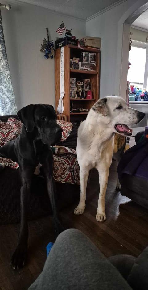 Enlarge Big Boy, an adoptable mixed breed in Bullard, TX image 5/6