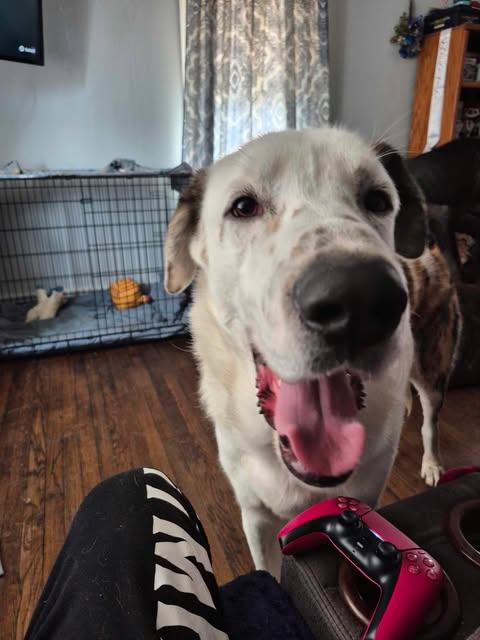 Enlarge Big Boy, an adoptable mixed breed in Bullard, TX image 6/6