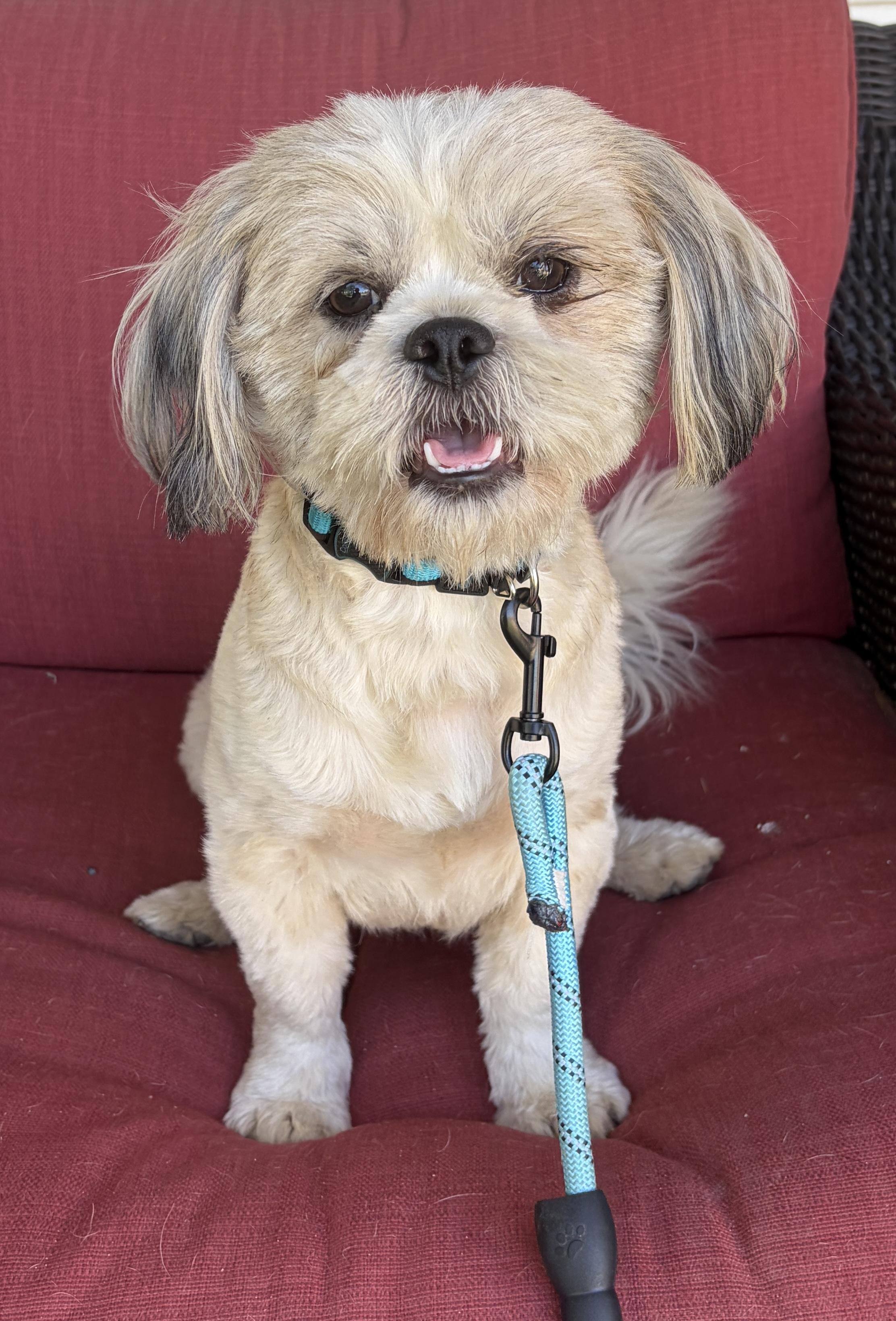 Thomas - WOK, an adopted Shih Tzu in Albert Lea, MN image 2/3