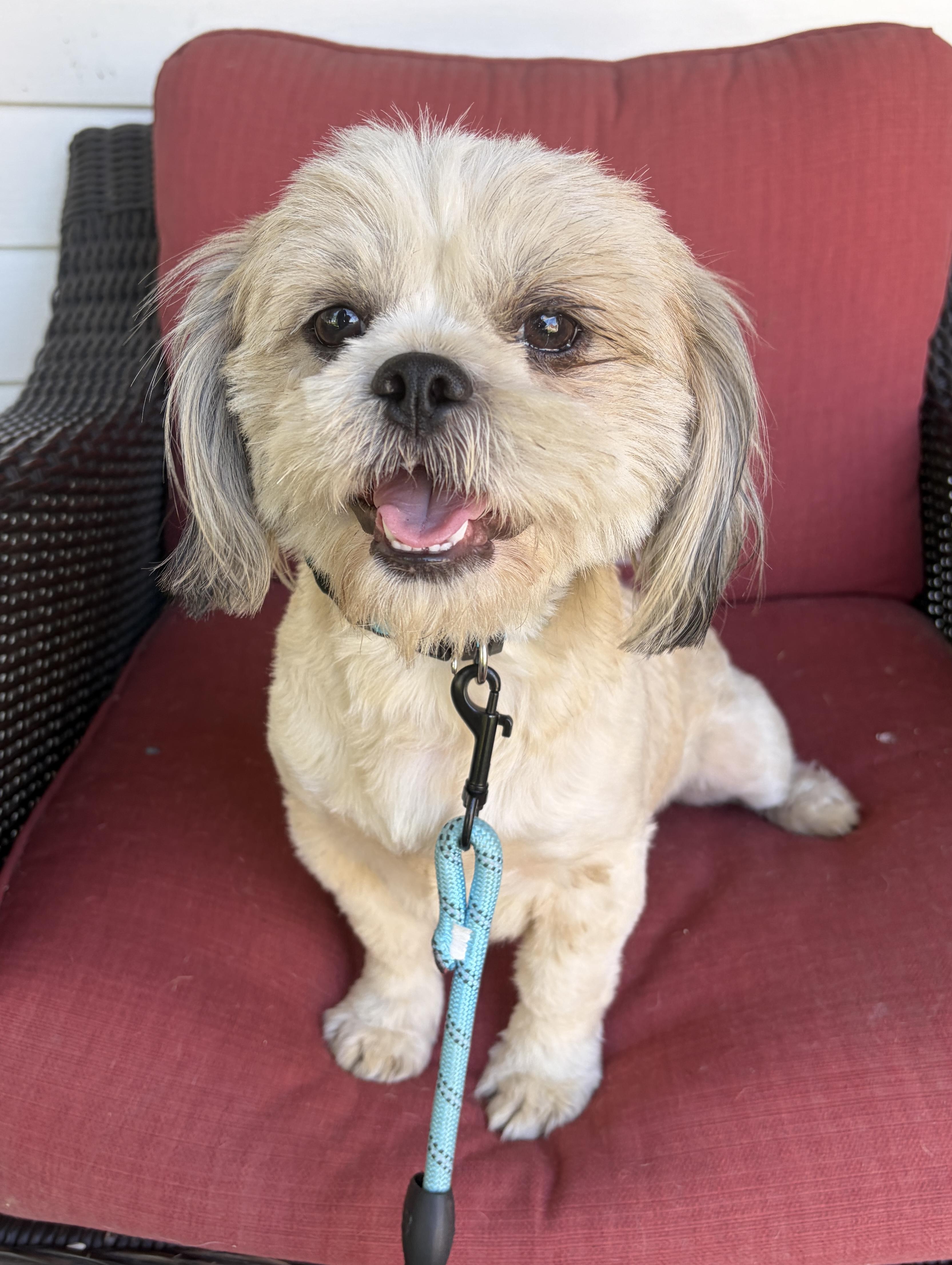 Thomas - WOK, an adopted Shih Tzu in Albert Lea, MN image 3/3