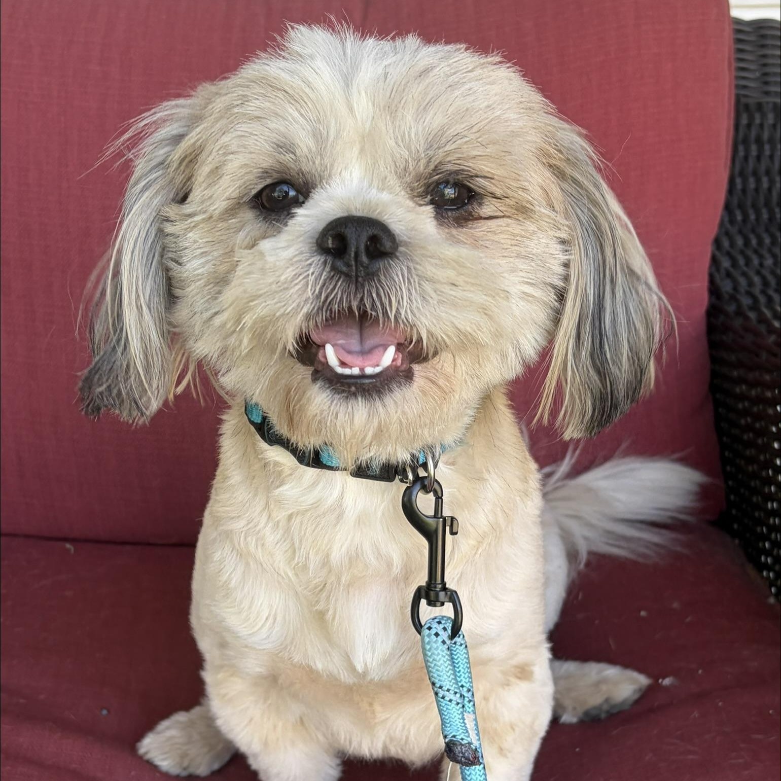 Thomas - WOK, adopted, Young Male Shih Tzu.