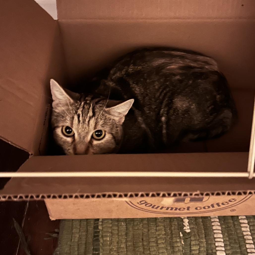 Enlarge Fern Puddle, a Adoptable Domestic Short Hair in Salt Lake City, UT image 1/6