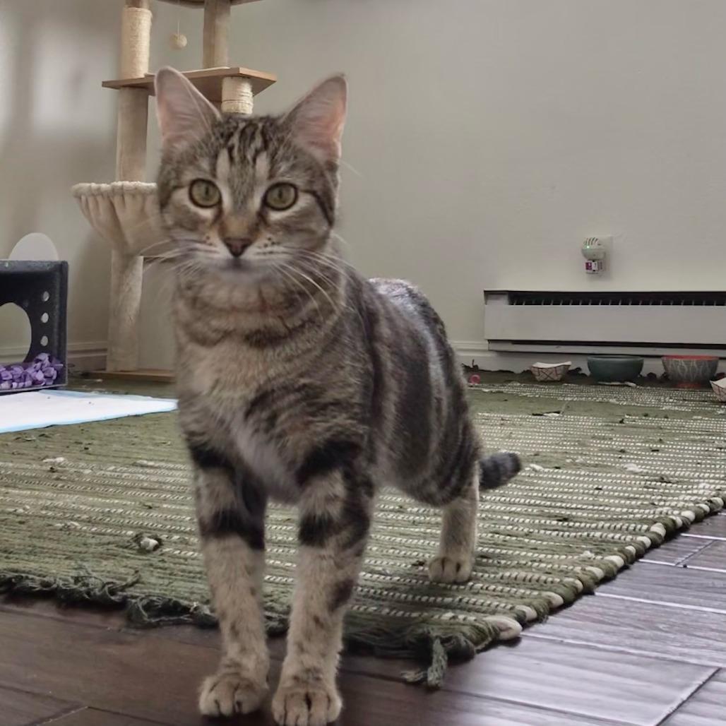 Enlarge Fern Puddle, a Adoptable Domestic Short Hair in Salt Lake City, UT image 2/6