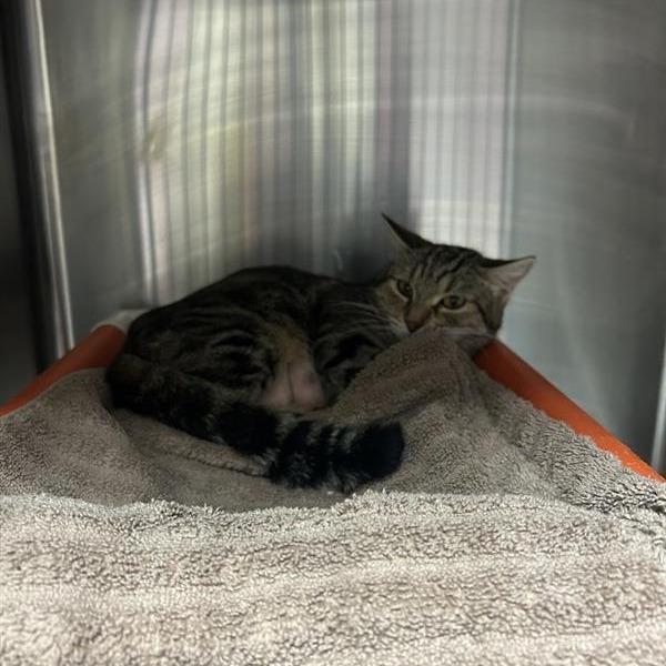 Enlarge Fern Puddle, a Adoptable Domestic Short Hair in Salt Lake City, UT image 3/6