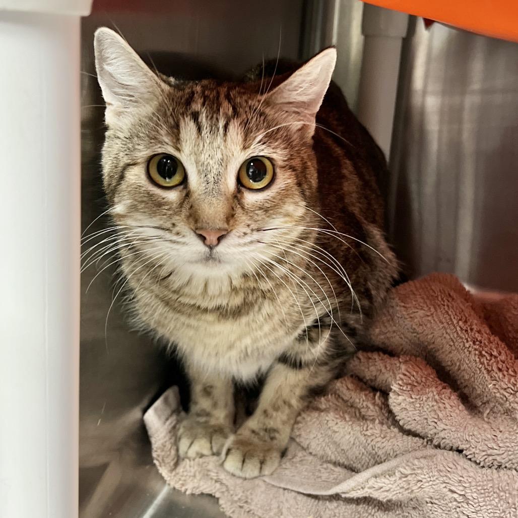 Enlarge Fern Puddle, a Adoptable Domestic Short Hair in Salt Lake City, UT image 4/6