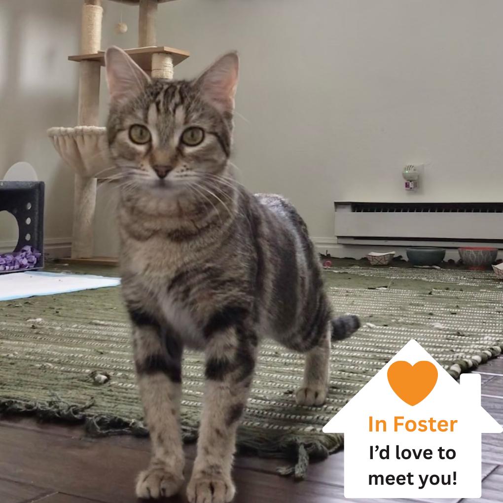 Enlarge Fern Puddle, a Adoptable Domestic Short Hair in Salt Lake City, UT image 5/6