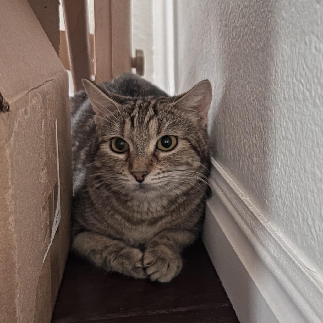 Enlarge Fern Puddle, a Adoptable Domestic Short Hair in Salt Lake City, UT image 6/6