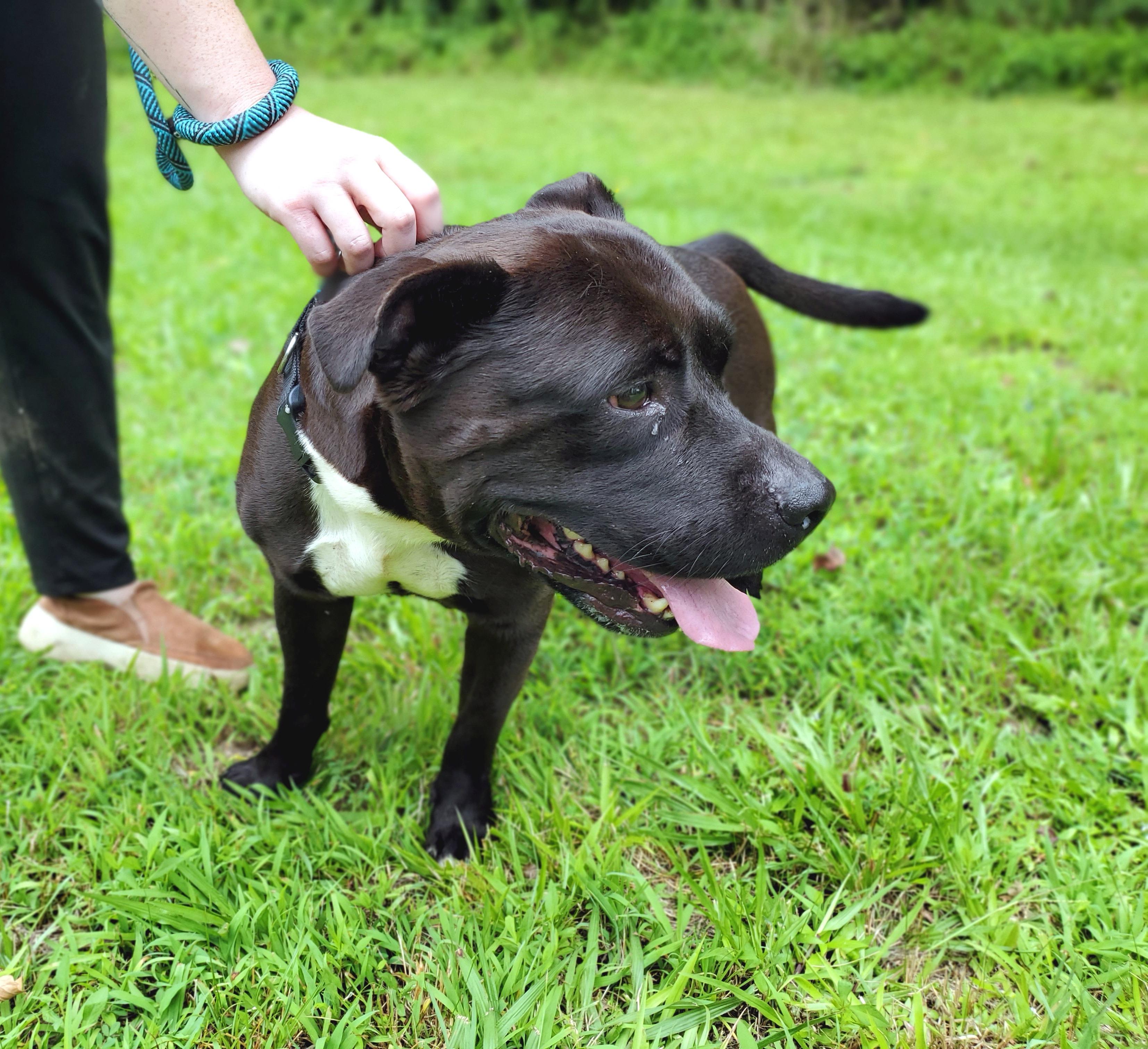 Richmond, a ADOPTABLE mixed breed in Petersburg, VA image 4/6