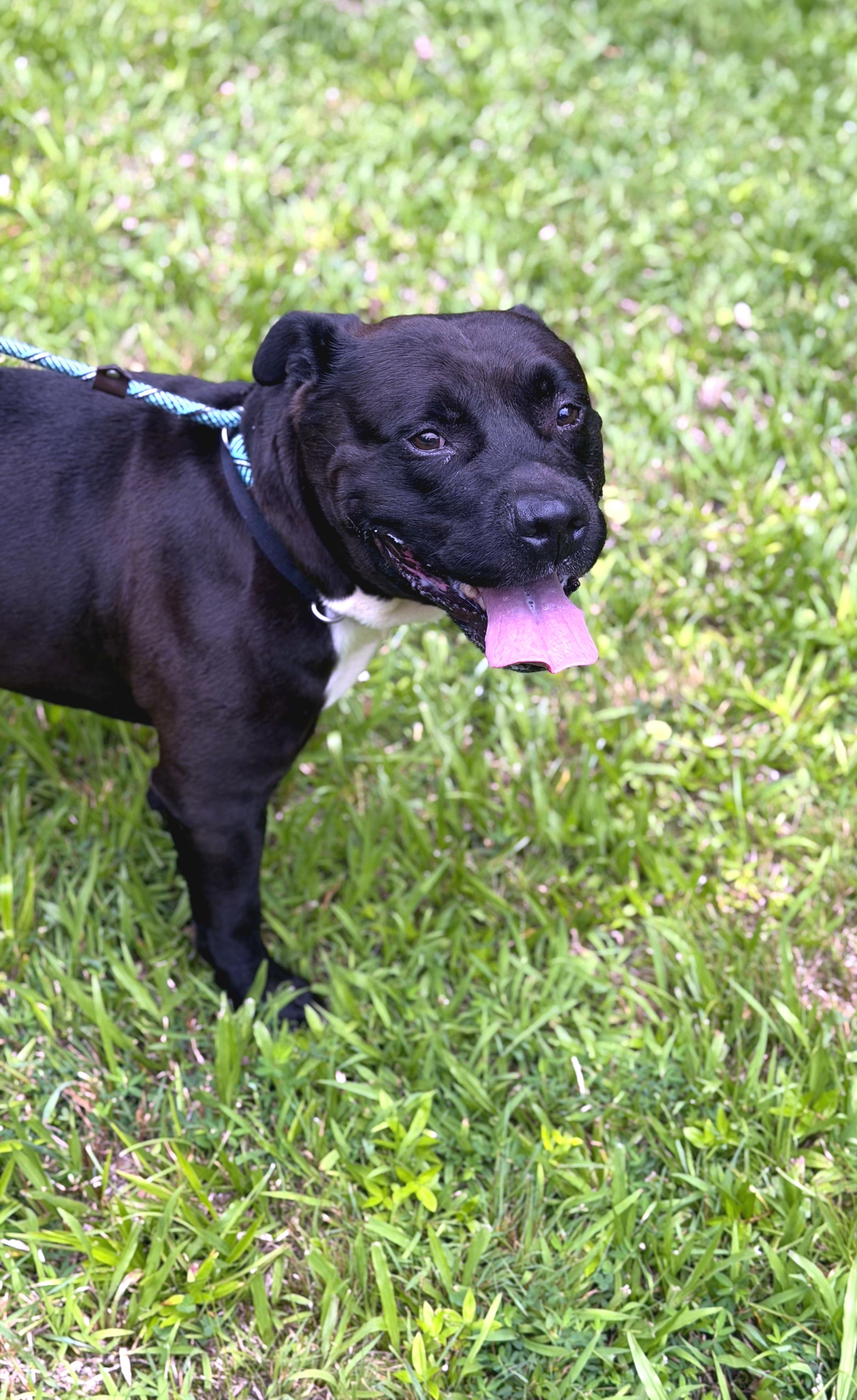 Richmond, a ADOPTABLE mixed breed in Petersburg, VA image 5/6