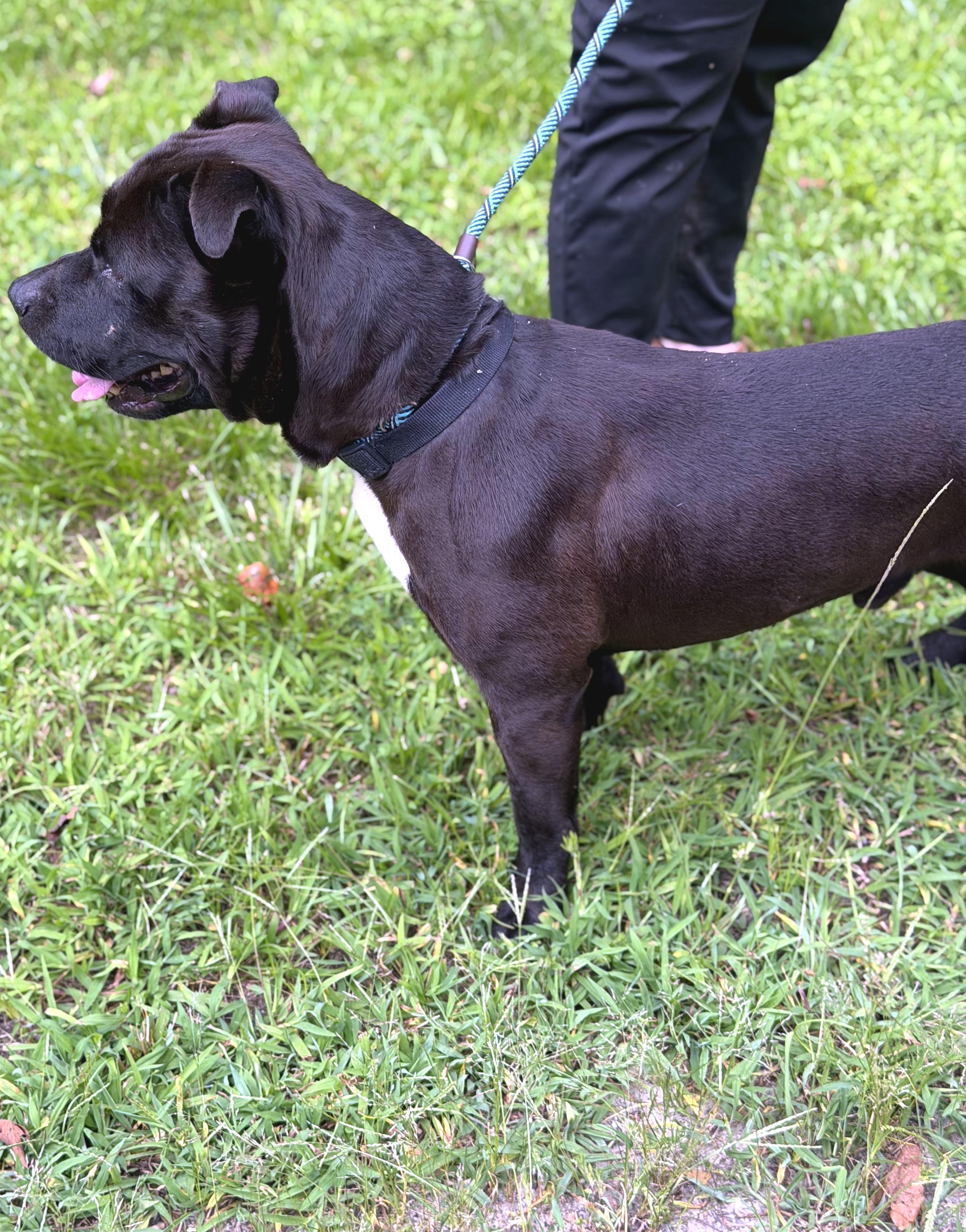 Richmond, a ADOPTABLE mixed breed in Petersburg, VA image 3/6