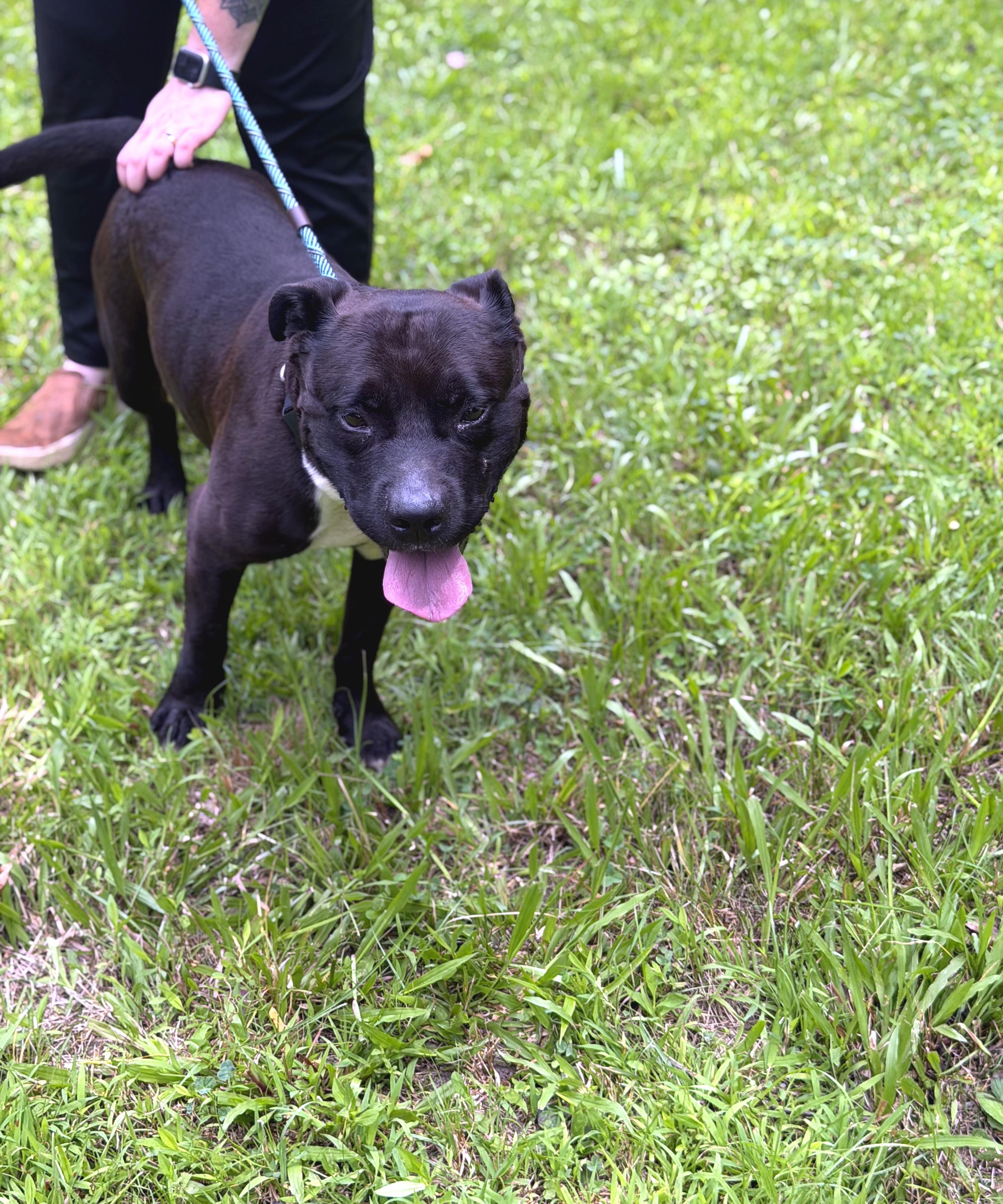 Richmond, a ADOPTABLE mixed breed in Petersburg, VA image 6/6
