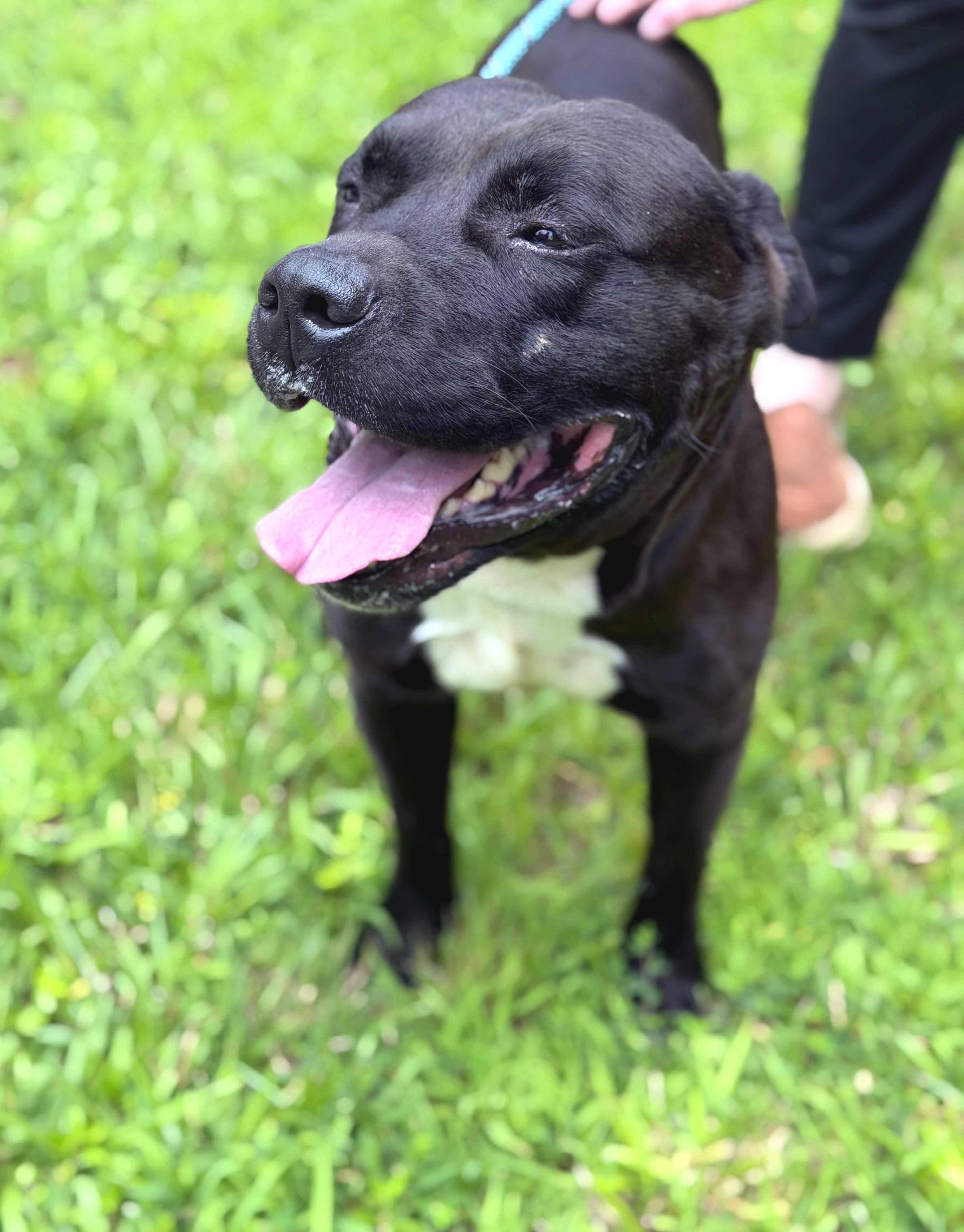 Richmond, a ADOPTABLE mixed breed in Petersburg, VA image 2/6