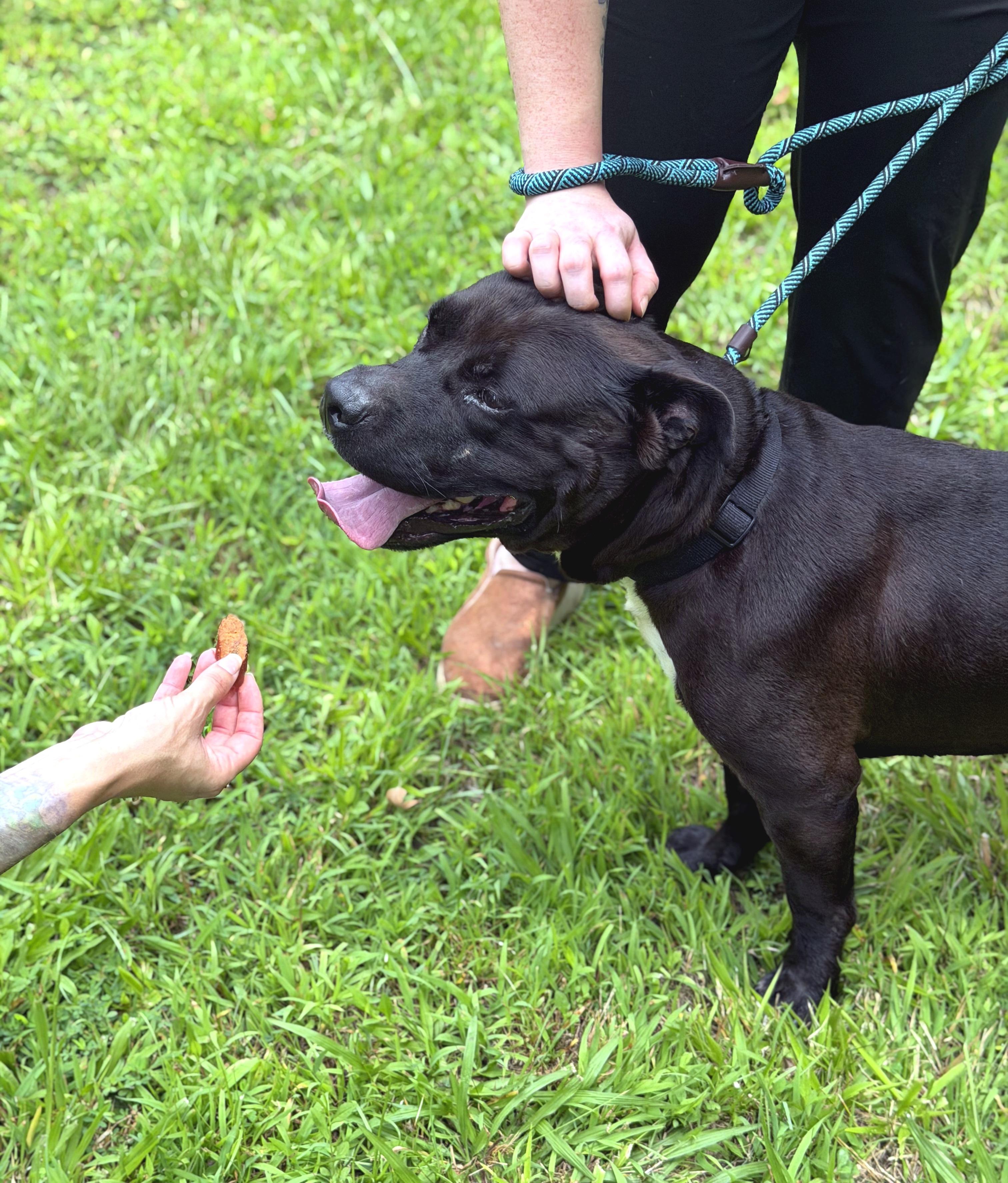 Richmond, ADOPTABLE, Adult Male Pit Bull Terrier & Black Labrador Retriever.
