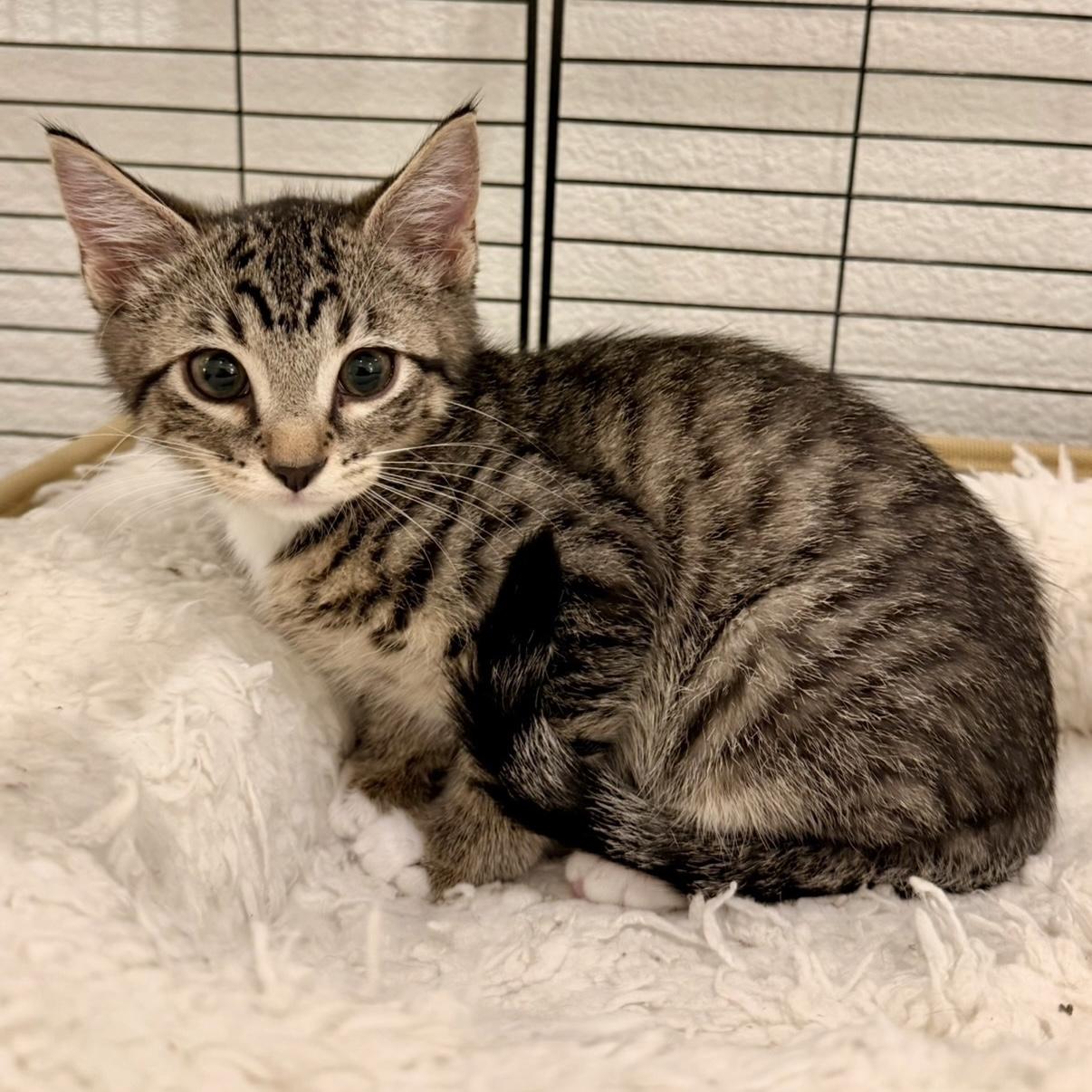 Wolf, Adoptable, Kitten Male Domestic Short Hair.