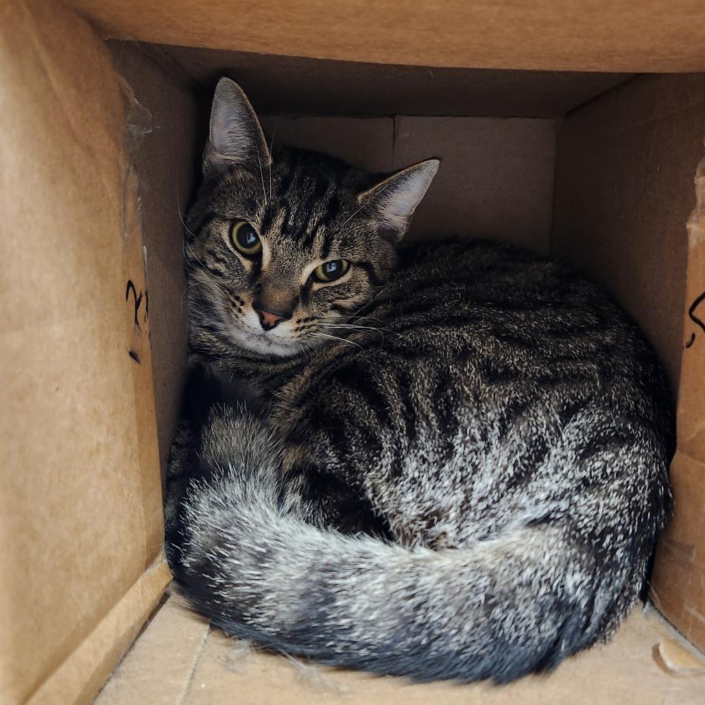 Tiggie, Adoptable, Adult Male Domestic Short Hair.