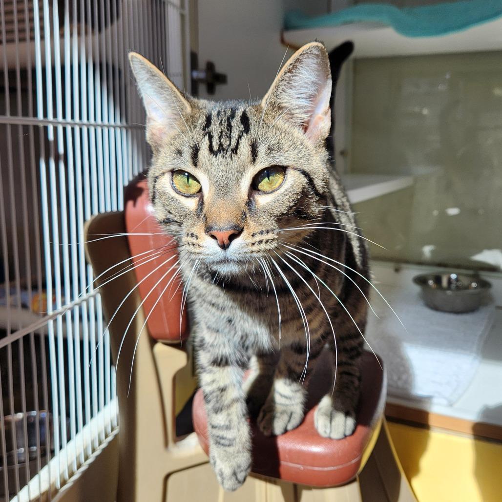 Enlarge Tiggie, a Adoptable Domestic Short Hair in Delaware, OH image 2/6