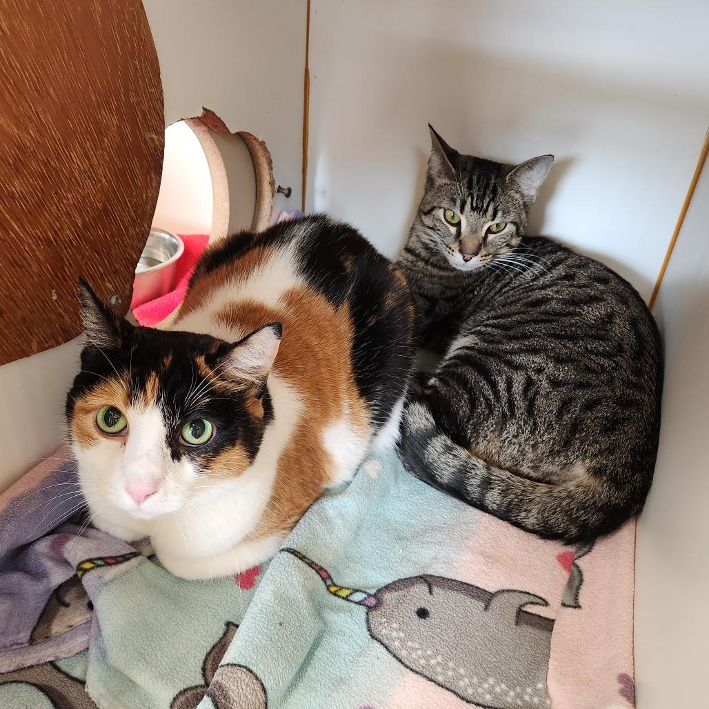 Enlarge Tiggie, a Adoptable Domestic Short Hair in Delaware, OH image 3/6