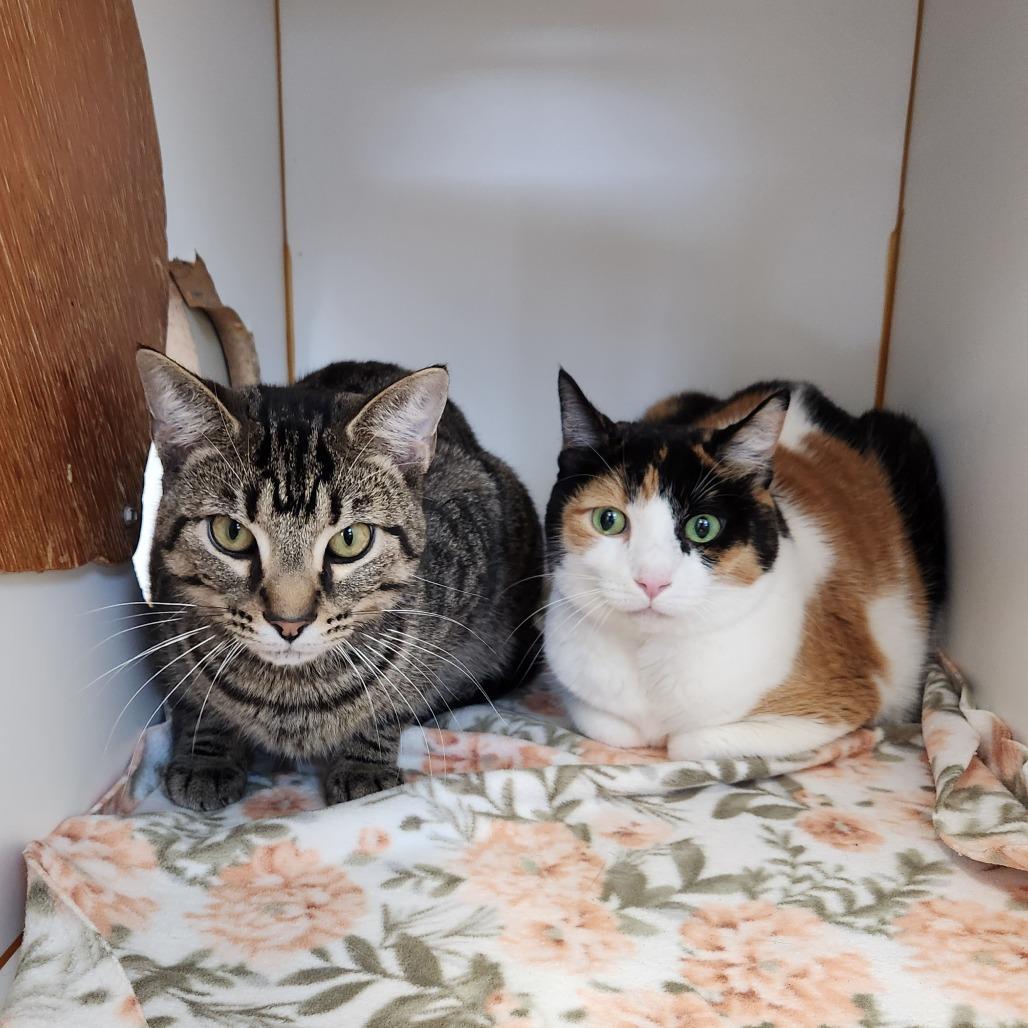 Enlarge Tiggie, a Adoptable Domestic Short Hair in Delaware, OH image 4/6