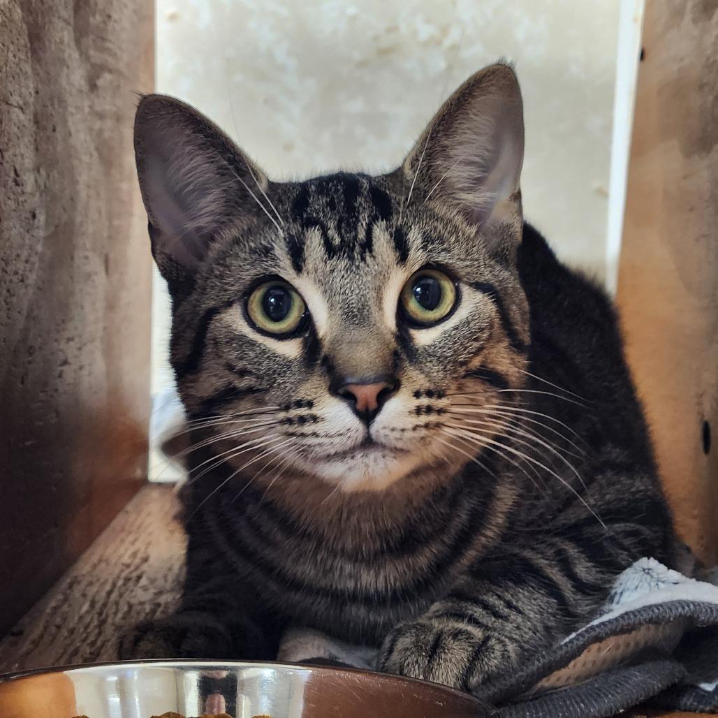 Enlarge Tiggie, a Adoptable Domestic Short Hair in Delaware, OH image 5/6