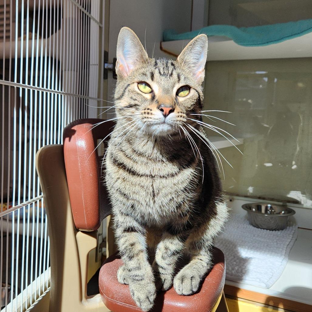 Enlarge Tiggie, a Adoptable Domestic Short Hair in Delaware, OH image 6/6