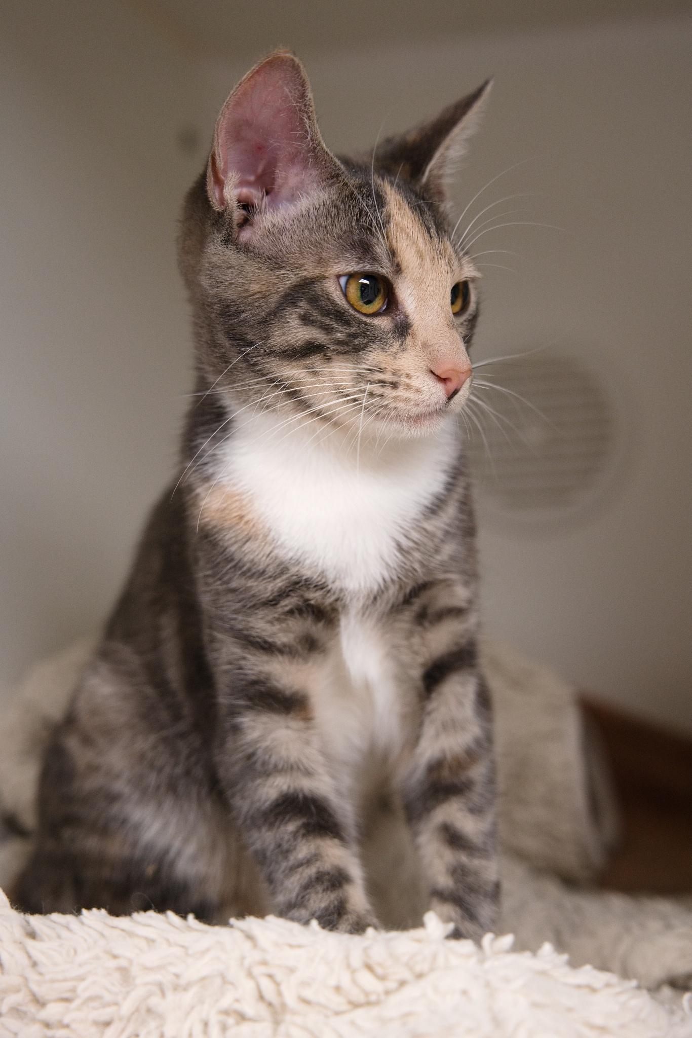 Enlarge Sophia & Tutu, a Adoptable Domestic Short Hair in Bellingham, WA image 3/4