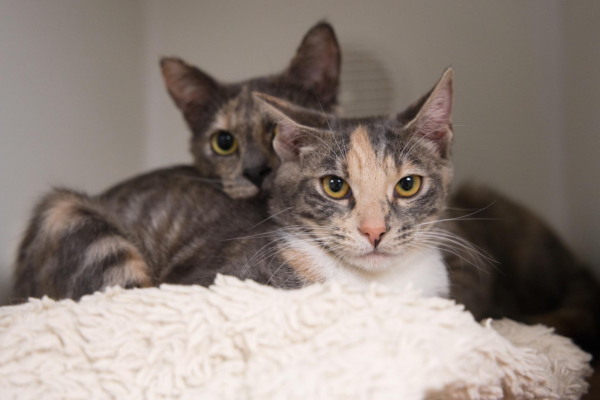 Sophia & Tutu, Adoptable, Young Female Domestic Short Hair.
