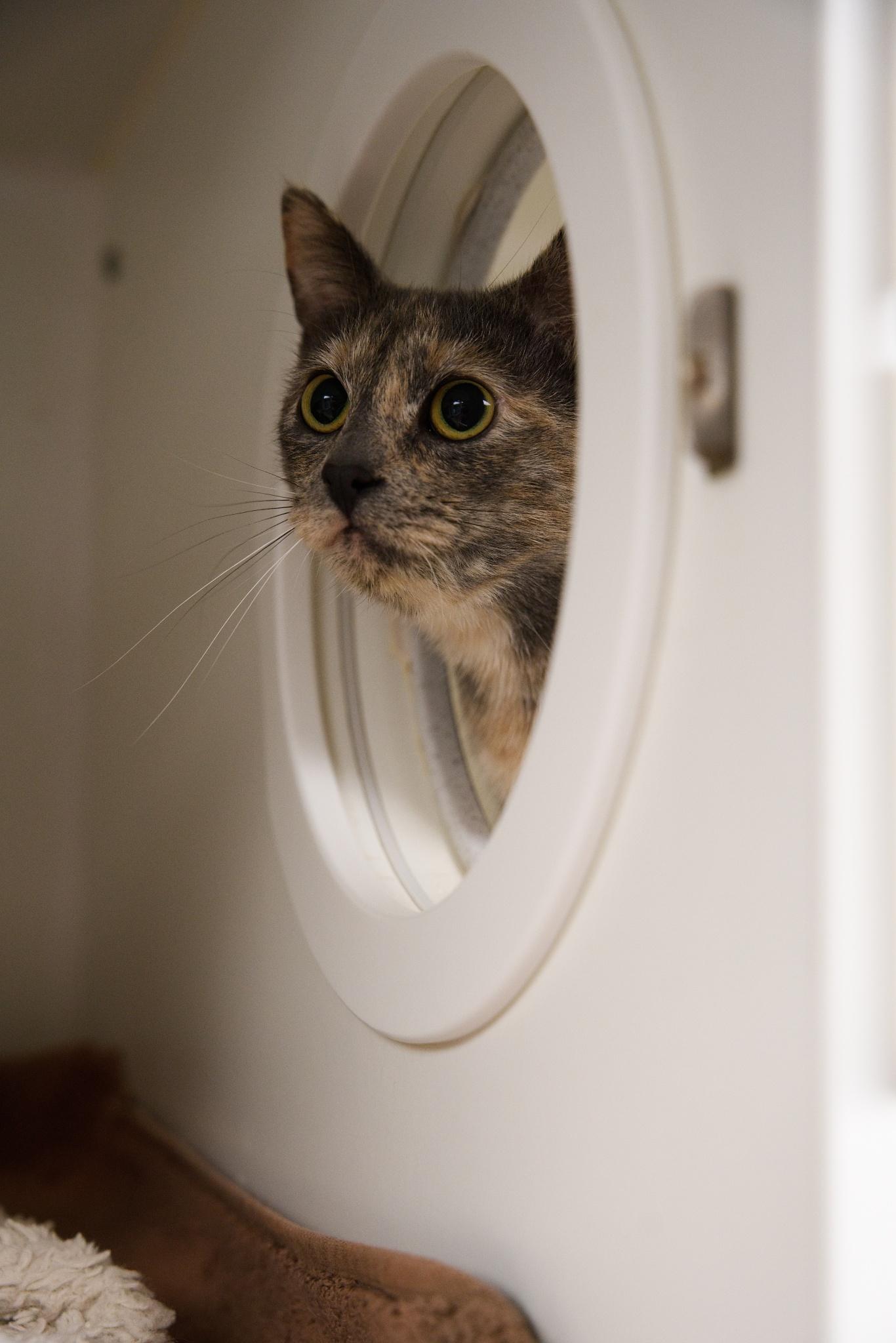 Enlarge Sophia & Tutu, a Adoptable Domestic Short Hair in Bellingham, WA image 4/4