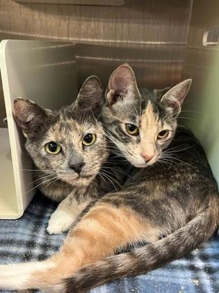 Enlarge Sophia & Tutu, a Adoptable Domestic Short Hair in Bellingham, WA image 2/4