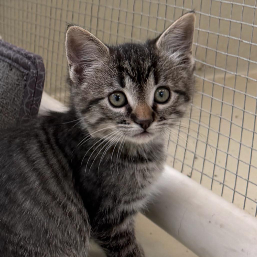 Pepper, Adoptable, Kitten Female Domestic Short Hair.