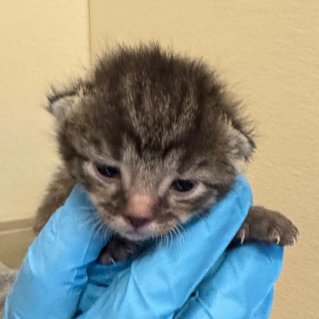 Enlarge Pepper, a Adoptable Domestic Short Hair in International Falls, MN image 2/3