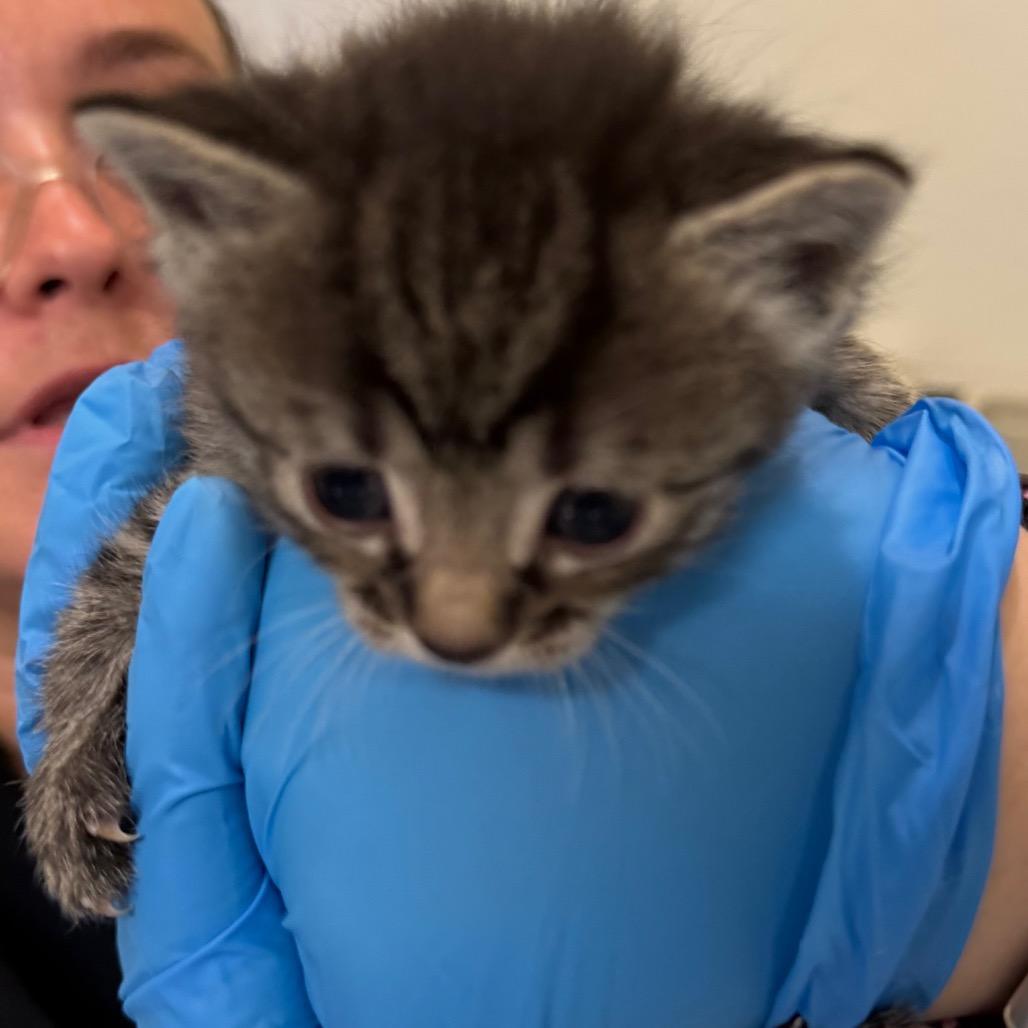 Enlarge Pepper, a Adoptable Domestic Short Hair in International Falls, MN image 3/3