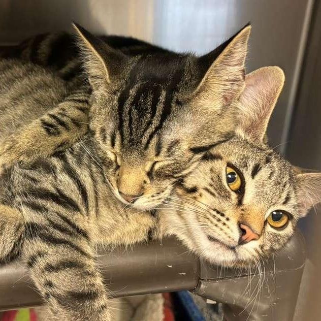 Enlarge Colin & Benedict - Two Sweet Brothers Ready for Their Forever Home, a ADOPTABLE Domestic Short Hair in Braintree, MA image 2/6