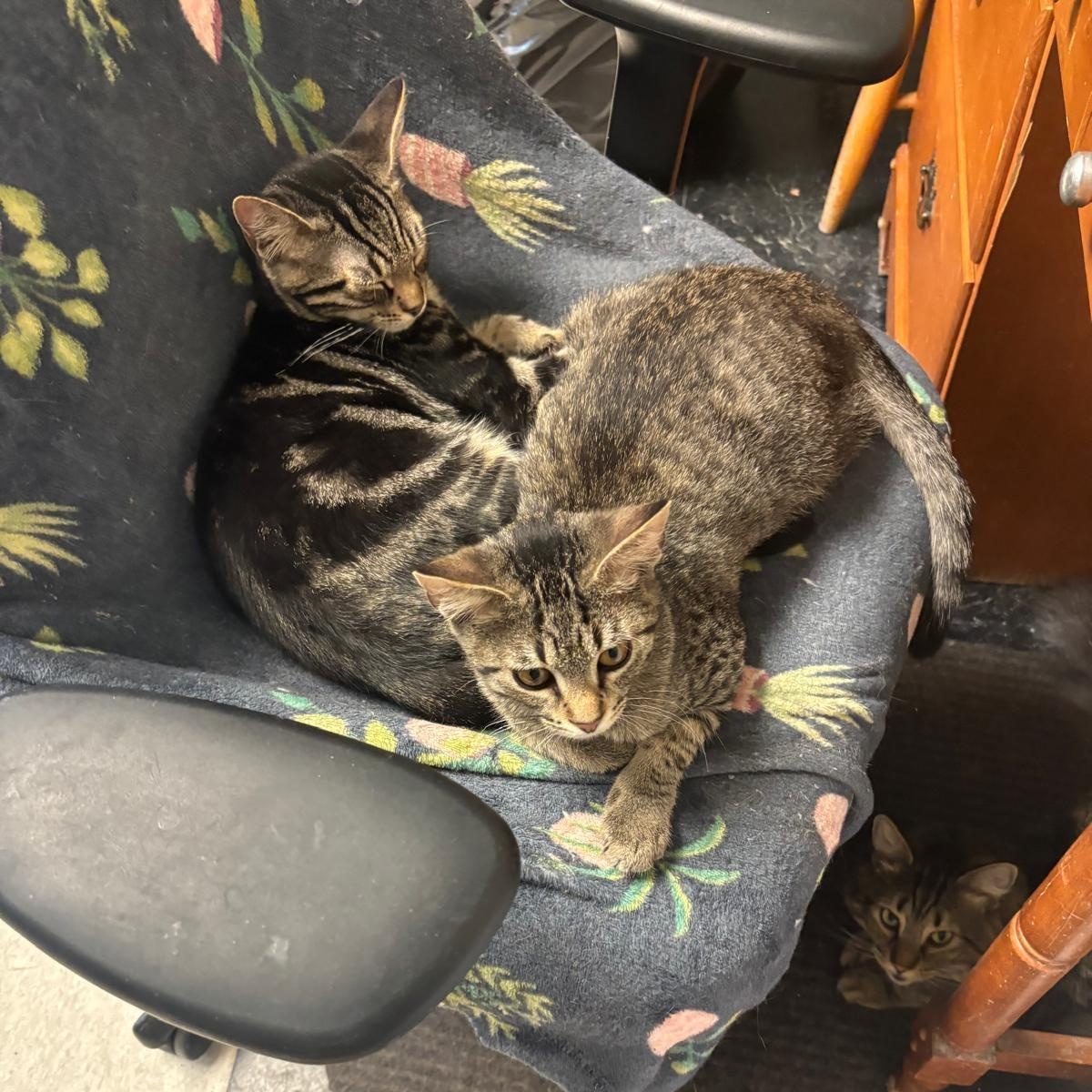 Enlarge Colin & Benedict - Two Sweet Brothers Ready for Their Forever Home, a ADOPTABLE Domestic Short Hair in Braintree, MA image 3/6