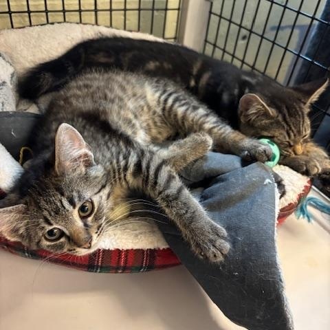 Enlarge Colin & Benedict - Two Sweet Brothers Ready for Their Forever Home, a ADOPTABLE Domestic Short Hair in Braintree, MA image 2/2
