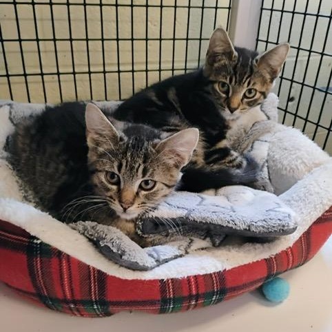 Enlarge Colin & Benedict - Two Sweet Brothers Ready for Their Forever Home, a ADOPTABLE Domestic Short Hair in Braintree, MA image 1/2