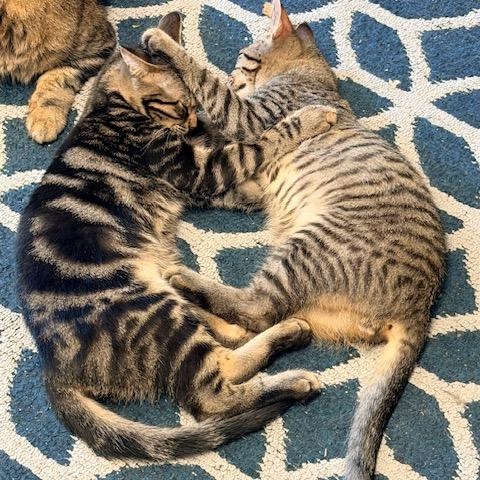 Enlarge Colin & Benedict - Two Sweet Brothers Ready for Their Forever Home, a ADOPTABLE Domestic Short Hair in Braintree, MA image 1/6