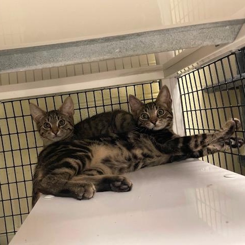 Enlarge Colin & Benedict - Two Sweet Brothers Ready for Their Forever Home, a ADOPTABLE Domestic Short Hair in Braintree, MA image 5/6
