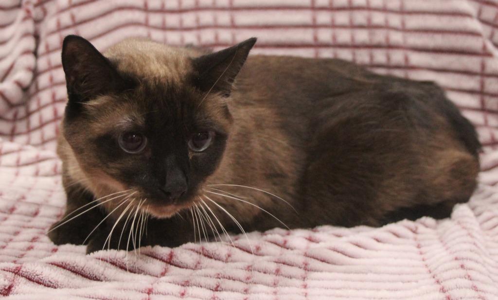 Martinque, Adoptable, Adult Female Domestic Short Hair.