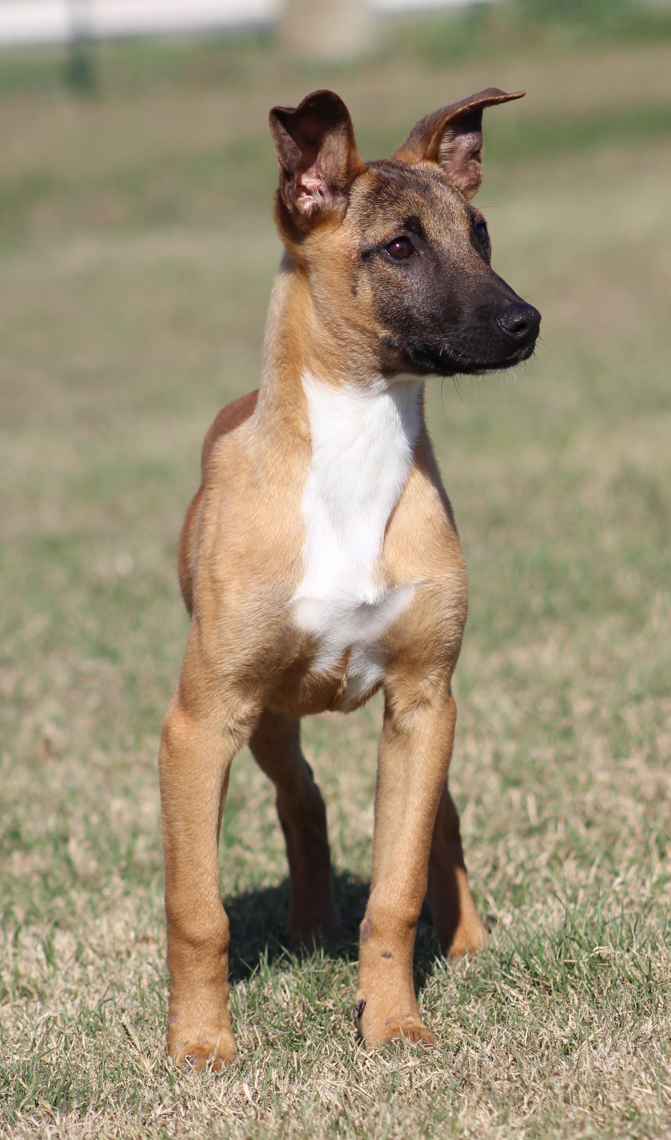Enlarge Zek, a ADOPTABLE Belgian Shepherd / Malinois in Temple, TX image 4/5