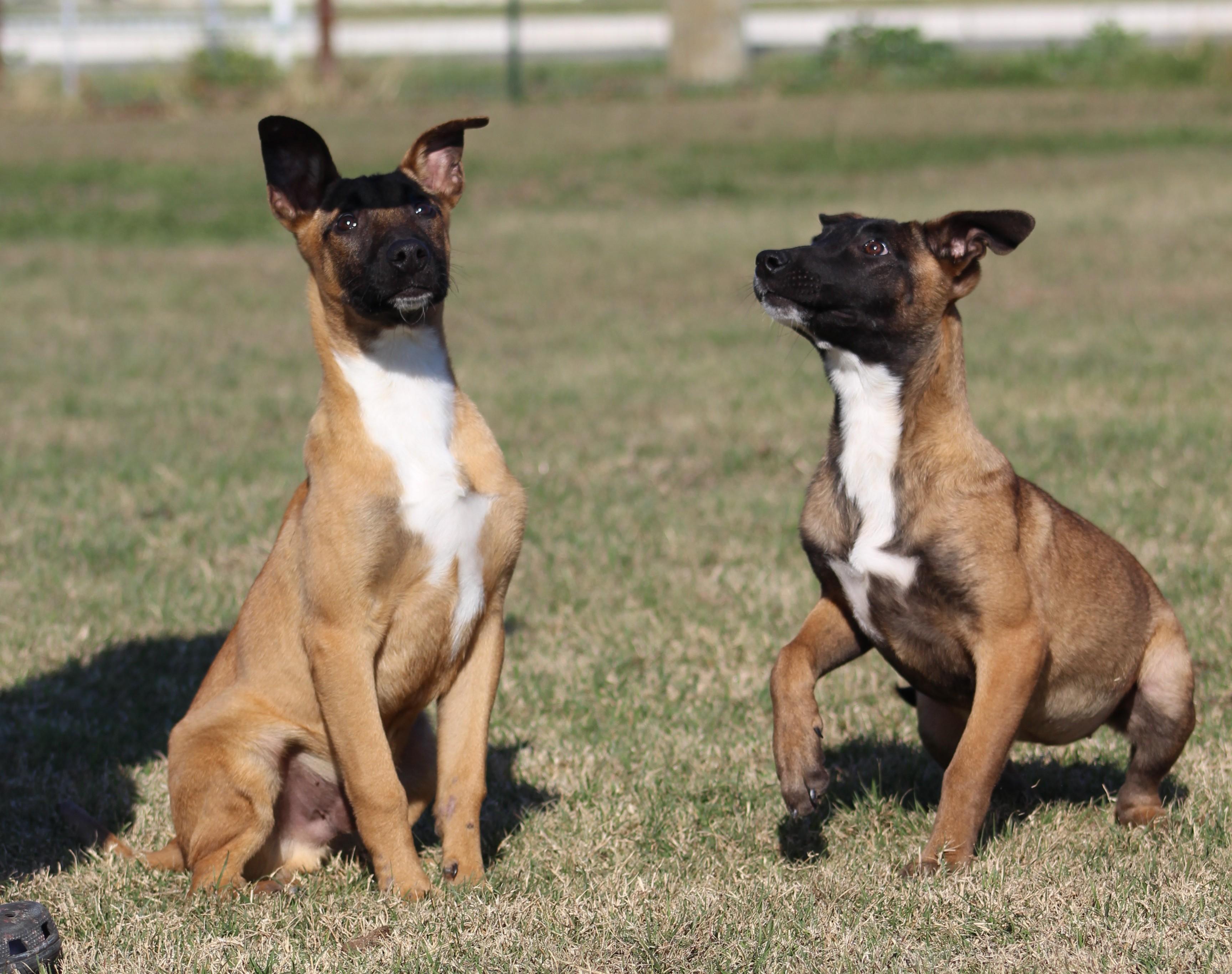 Enlarge Zek, a ADOPTABLE Belgian Shepherd / Malinois in Temple, TX image 2/5